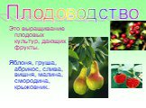 Плодоводство. Это выращивание плодовых культур, дающих фрукты. Яблоня, груша, абрикос, слива, вишня, малина, смородина, крыжовник.