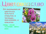 Цветоводство. Это выращивание цветочных культур в открытом, в теплицах, оранжереях, в комнатах. Пионы, лилии, тюльпаны, ирисы, розы.