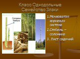 Класс Однодольные Семейство Злаки. 1.Мочковатая корневая система 2.Стебель – соломина 3. Лист сидячий