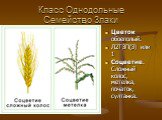 Цветок обоеполый. Л2Т3П(3) или 1 Соцветие. Сложный колос, метелка, початок, султанка.