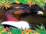 Самая крупная птица – андский кондор. Самцы в среднем весят 9-12 кг при размахе крыльев 3 м и более (до 5 м). могут даже с высоты в 7.000 м разглядеть на земле тело павшего животного. 