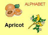 Apricot ALPHABET