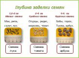 Глубина заделки семян. 1,5–2 см Мелкие семена. Мак, репа, салат, лук. 2–4 см Средние семена. 4–5 см Крупные семена. Семеналука. Бобы, горох, Тыква, арбуз. Огурцы, редис, морковь, томат. Семена томата Семена арбуза