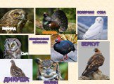 Многообразие птиц Слайд: 11