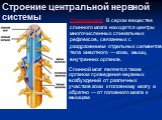 Строение центральной нервной системы. Спинной мозг. В сером веществе спинного мозга находятся центры многочисленных спинальных рефлексов, связанных с раздражением отдельных сегментов тела животного — кожи, мышц, внутренних органов. Спинной мозг является также органом проведения нервных возбуждений о