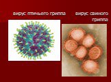 вирус птичьего гриппа вирус свиного гриппа