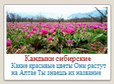 Какие красивые цветы Они растут на Алтае Ты знаешь их название. Кандыки сибирские