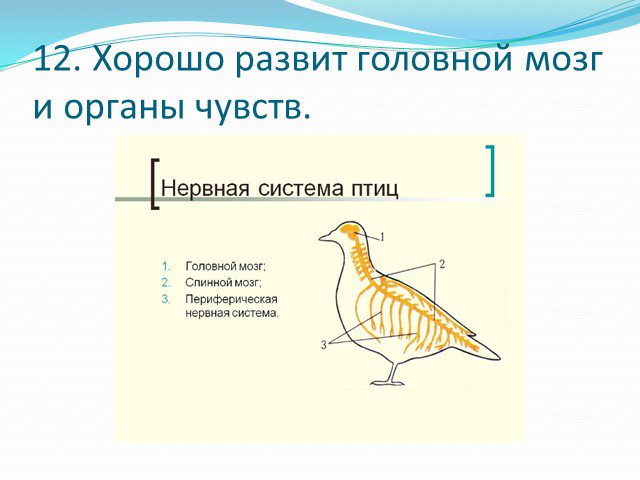 Нервная система птицы картинка