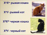 ХвХв- рыжая кошка ХвУ- рыжий кот ХВХВ –черная кошка ХВУ- черный кот