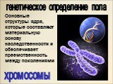 Основные структуры ядра, которые составляют материальную основу наследственности и обеспечивает преемственность между поколениями. хромосомы