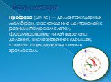 Фазы митоза. Профаза (2n 4c) — демонтаж ядерных мембран, расхождение центриолей к разным полюсам клетки, формирование нитей веретена деления, «исчезновение» ядрышек, конденсация двухроматидных хромосом.