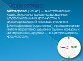 Метафаза (2n 4c) — выстраивание максимально конденсированных двухроматидных хромосом в экваториальной плоскости клетки (метафазная пластинка), прикрепление нитей веретена деления одним концом к центриолям, другим — к центромерам хромосом.