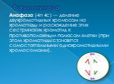 Анафаза (4n 4c) — деление двухроматидных хромосом на хроматиды и расхождение этих сестринских хроматид к противоположным полюсам клетки (при этом хроматиды становятся самостоятельными однохроматидными хромосомами).
