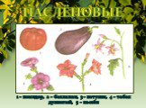 Паслёновые. 1 – помидор, 2 – баклажан, 3 – петуния, 4 – табак душистый, 5 – паслён