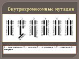 1 — пара хромосом; 2 — делеция; 3 — дупликация; 4, 5 — инверсия; 6 — инсерция.