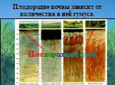 Плодородие почвы зависит от количества в ней гумуса. Плодородный слой