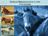 Лошади Пржевальского в зоне отчуждения. … и многие другие виды животных…