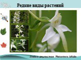 Любка двулистная Platantera bifolia