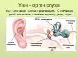 Уши - орган слуха. Ухо - это орган слуха и равновесия. С помощью ушей мы можем слышать музыку, речь, шум.