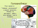 Головной мозг. Мозг является "главным начальником" в нашем организме. Именно он регулирует работу всех органов чувств человека.