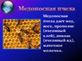Медоносная пчела. Медоносная пчела дает мед, воск, прополис (пчелиный клей), апилак (пчелиный яд), маточное молочко.