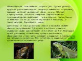 Обыкновенная или зелёная игуана (лат. Iguana iguana)- крупная растительноядная ящерица семейства игуановых, ведущая дневной древесный образ жизни. Обитает в Центральной и Южной Америке. Первоначальный природный ареал охватывает значительную территорию от Мексики на юг до южной Бразилии и Парагвая, а