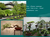 Есть в Японии настоящие чудеса. Один из них – бонсай - миниатюрные сады.