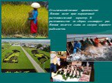 Сельскохозяйственное производство Японии носит ярко выраженный растениводческий характер. В растениеводстве по сборам доминирует рис. Япония является одним из лидеров мирового рыболовства.