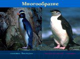 Многообразие пингвин Виктории. Антарктический пингвин