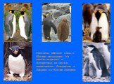 Пингвины обитают лишь в Южном полушарии. Их можно встретить в Антарктиде, на южных оконечностях Австралии, в Африке и в Южной Америке.