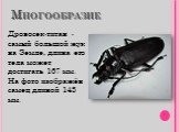 Многообразие. Дровосек-титан - самый большой жук на Земле, длина его тела может достигать 167 мм. На фото изображён самец длиной 143 мм.
