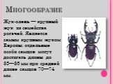 Жук-олень — крупный жук из семейства рогачей. Является самым крупным жуком Европы: отдельные особи самцов могут достигать длины до 83—86 мм при средней длине самцов 70—74 мм.