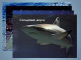 Акула белая Акула - нянька Акула - молот Полярная акула Сельдевая акула