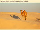 Животные пустыни - верблюды