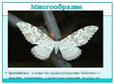 Многообразие. Крупнейшая в мире по размаху крыльев бабочка — тизания агриппина, с размахом крыльев до 30,5 см.