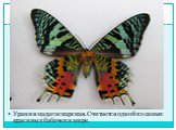 Урания мадагаскарская. Считается одной из самых красивых бабочек в мире.