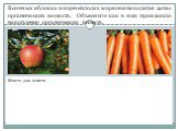 В сочных яблоках и корнеплодах моркови находится запас органических веществ. Объясните как в них произошло накопление органических веществ.