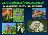 Многообразие цветковых растений Слайд: 31