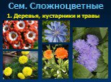 Многообразие цветковых растений Слайд: 38