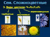 3. Виды цветков: трубчатые язычковые воронковидные Ч∞Л(5)Т(5)П1
