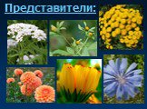 Многообразие цветковых растений Слайд: 43