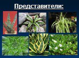 Многообразие цветковых растений Слайд: 50