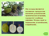 Эти плоды являются основным продуктом питания для жителей тропических островов, где растут хлебные деревья. Плоды едят и жареными, и печёными, и варёными.