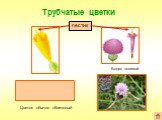Трубчатые цветки. Формула цветка: *Ч0Л(5)Т(5)П1. Бодяк полевой. Цветок обычно обоеполый