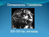 Питекантропы / Синантропы. 800-500 тыс. лет назад