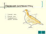 Нервная система птиц. Головной мозг; Спинной мозг; Периферическая нервная система.