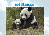 10) Панда