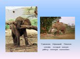 Удивлялся Афанасий Никитин слонам, которые всякую работу тяжелую выполняют.