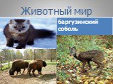 Заповедники и национальные парки России и мира Слайд: 11