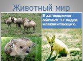 Заповедники и национальные парки России и мира Слайд: 13